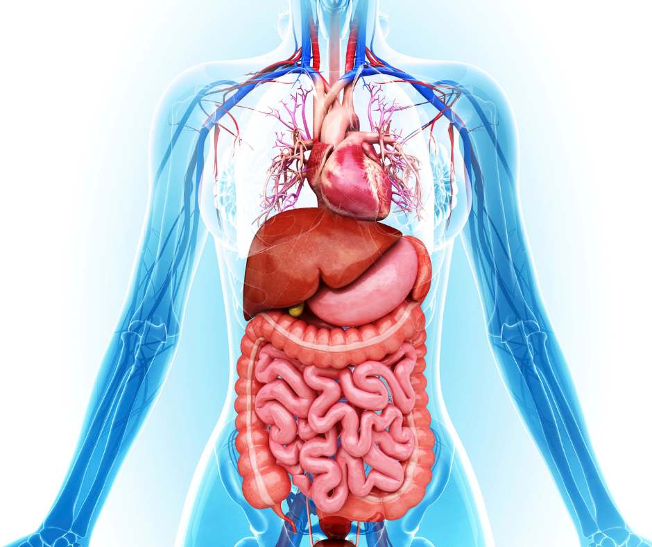 Bere Troppa Acqua: Benefici, Rischi e Linee Guida per una Corretta Idratazione bere in modo sano il corpo umano