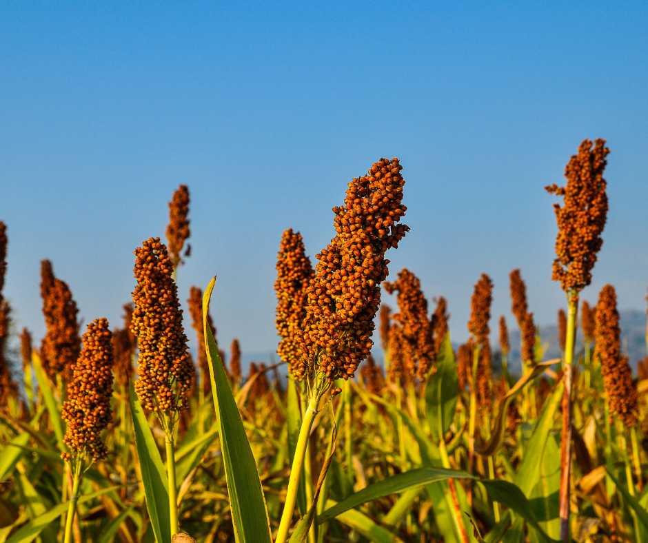 Perché si sceglie il latte vegetale: salute, etica e sostenibilità