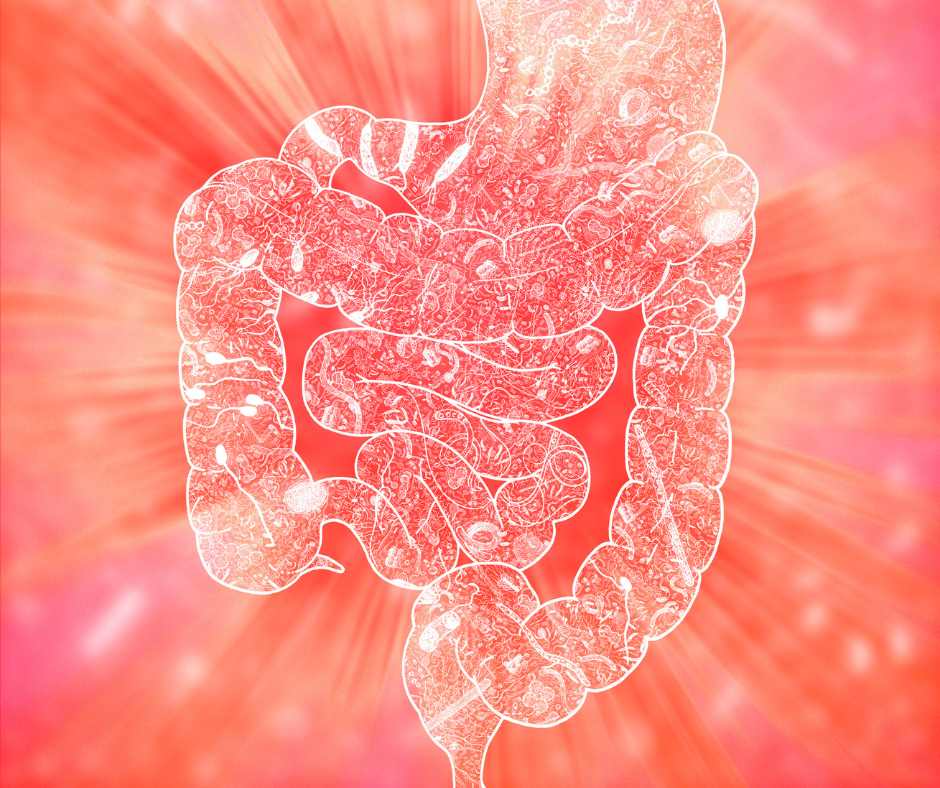 Cibi fermentati e digestione