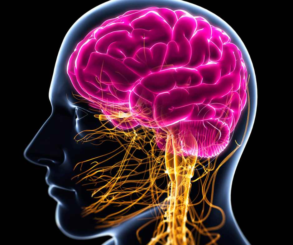 Il cervello consuma energia